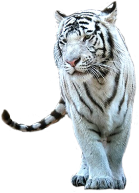White Tiger Png - Белый Тигр Png (393x460), Png Download