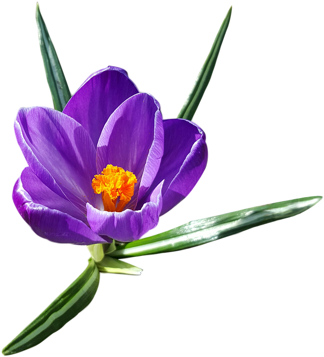 Crocus Png Transparent Images - Crocus Png (671x720), Png Download