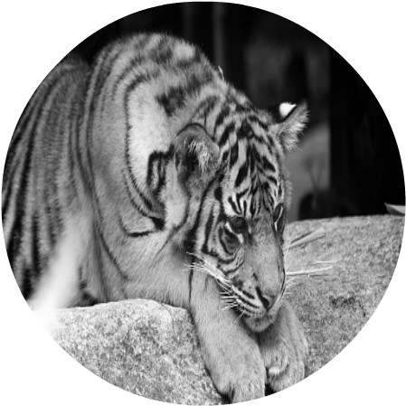 Sad Tiger - Siberian Tiger (479x479), Png Download