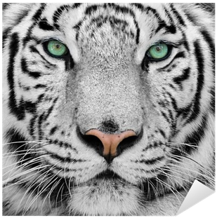 White Tigers 2014 Wall Calendar (400x400), Png Download