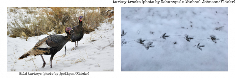 Larry Weber Is Just Chock-ful Of Good Advice This Week, - Wild Turkey (800x266), Png Download