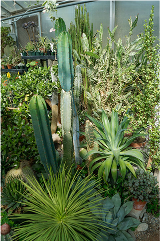 Cacti Varieties Growing In Greenhouse - Greenhouse (720x480), Png Download