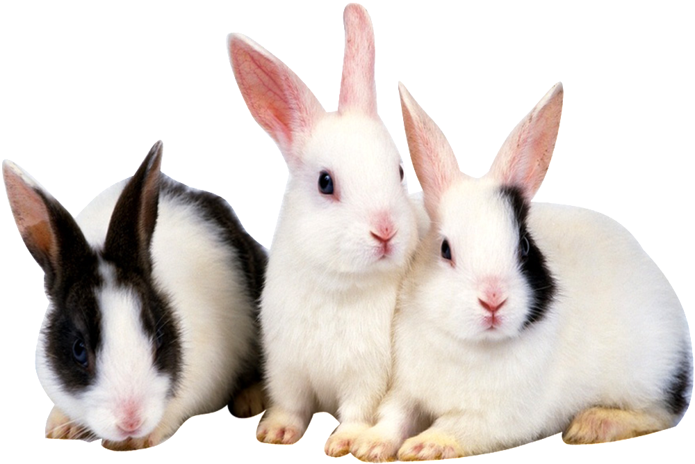 Hd Cute Rabbit Rabbit Static Png - Animales Con Pelos Conejo (1024x1024), Png Download