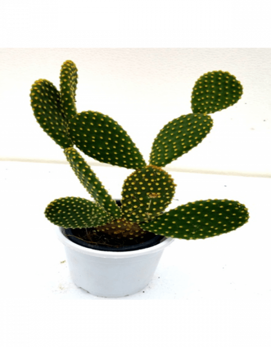 Bunny Ears Cactus Plant - Cactus Plant (540x693), Png Download