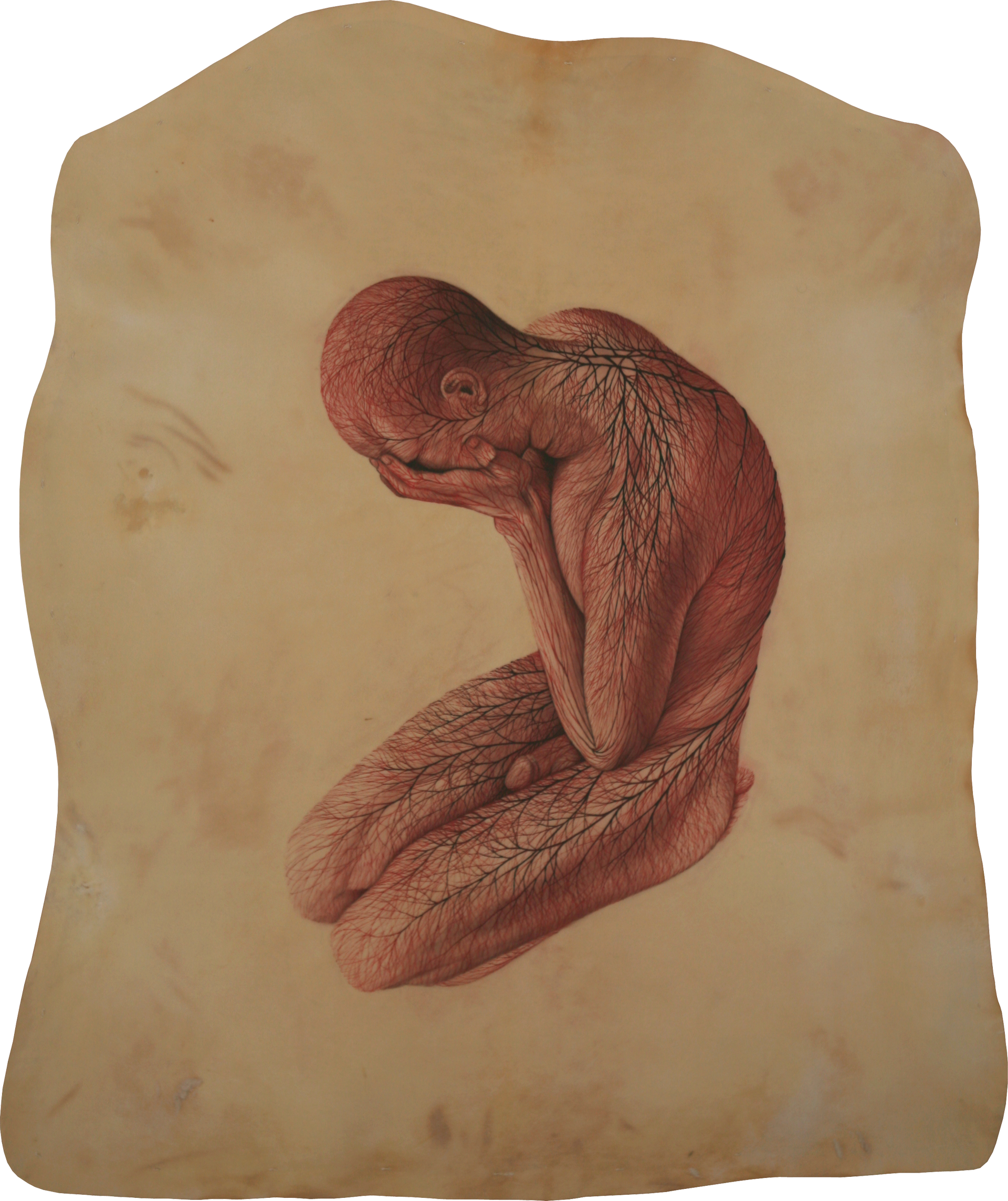 Watercolor On Parchment 110 X 130 Cm - Proboscis Monkey (1920x2286), Png Download