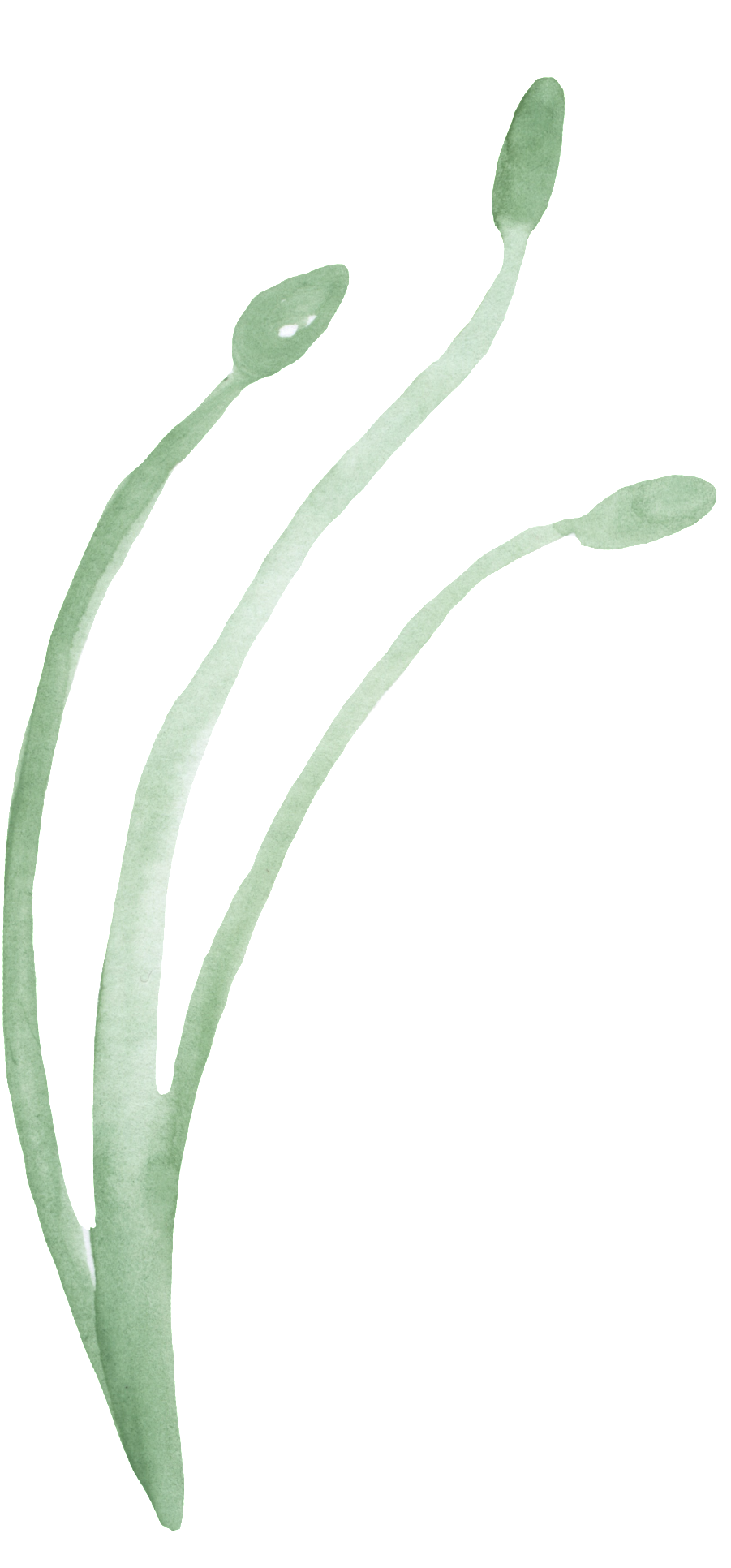 Green Water Grass Transparent Decorative - Water (1024x1992), Png Download