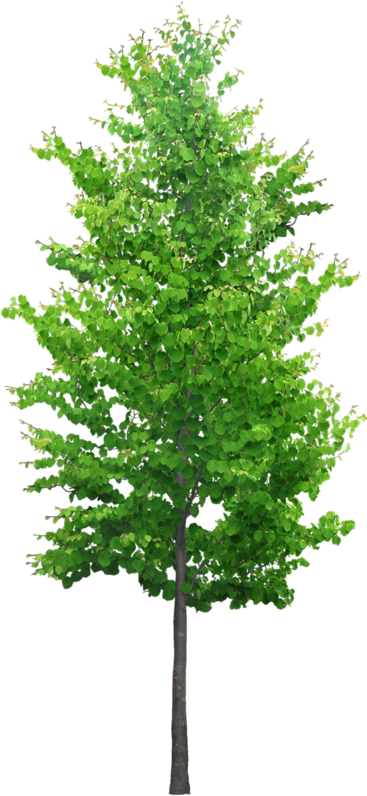 Tubes Arbres Et Verdures Tree Psd, Landscape Materials, - Onuuonath Keeril: Ascension Of The Morning Star [book] (387x800), Png Download