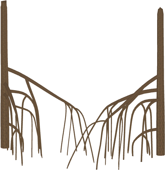 Mangrove Roots - Wiki (590x590), Png Download