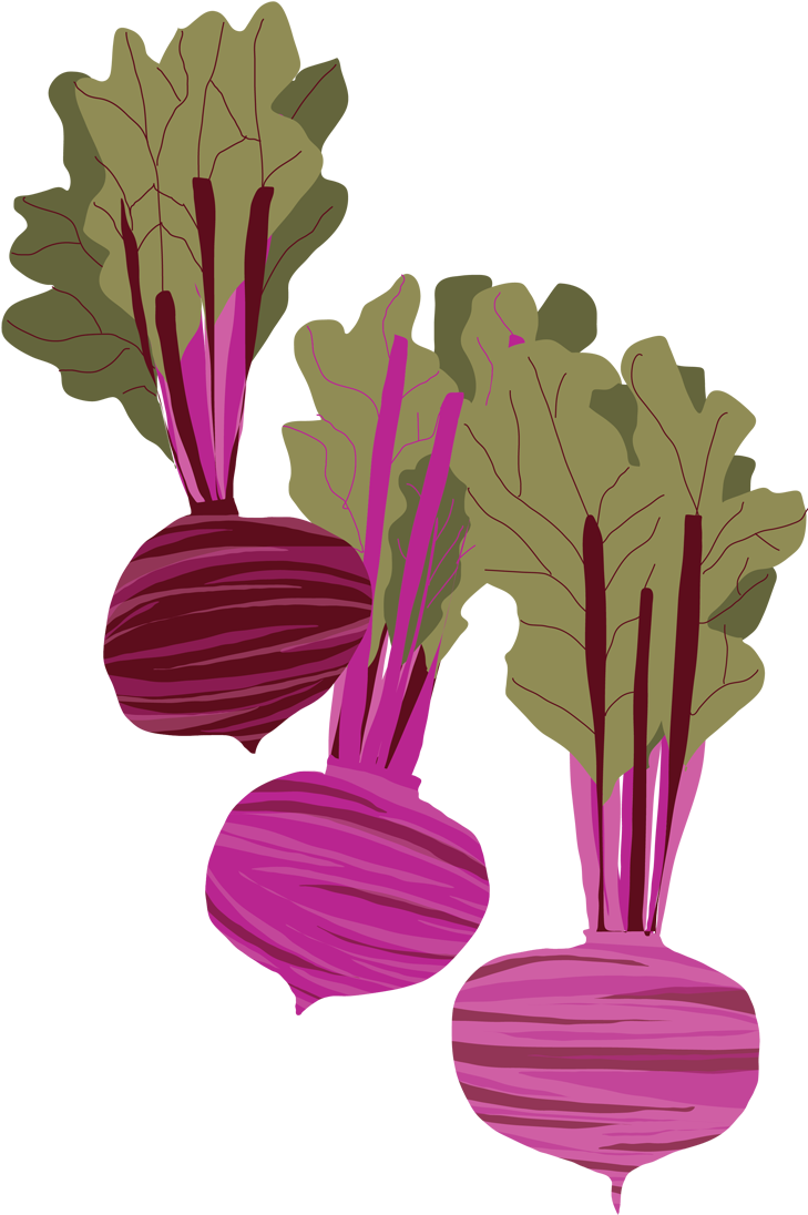 Beet Illustration - Google Search - Beet Illustration (750x1125), Png Download