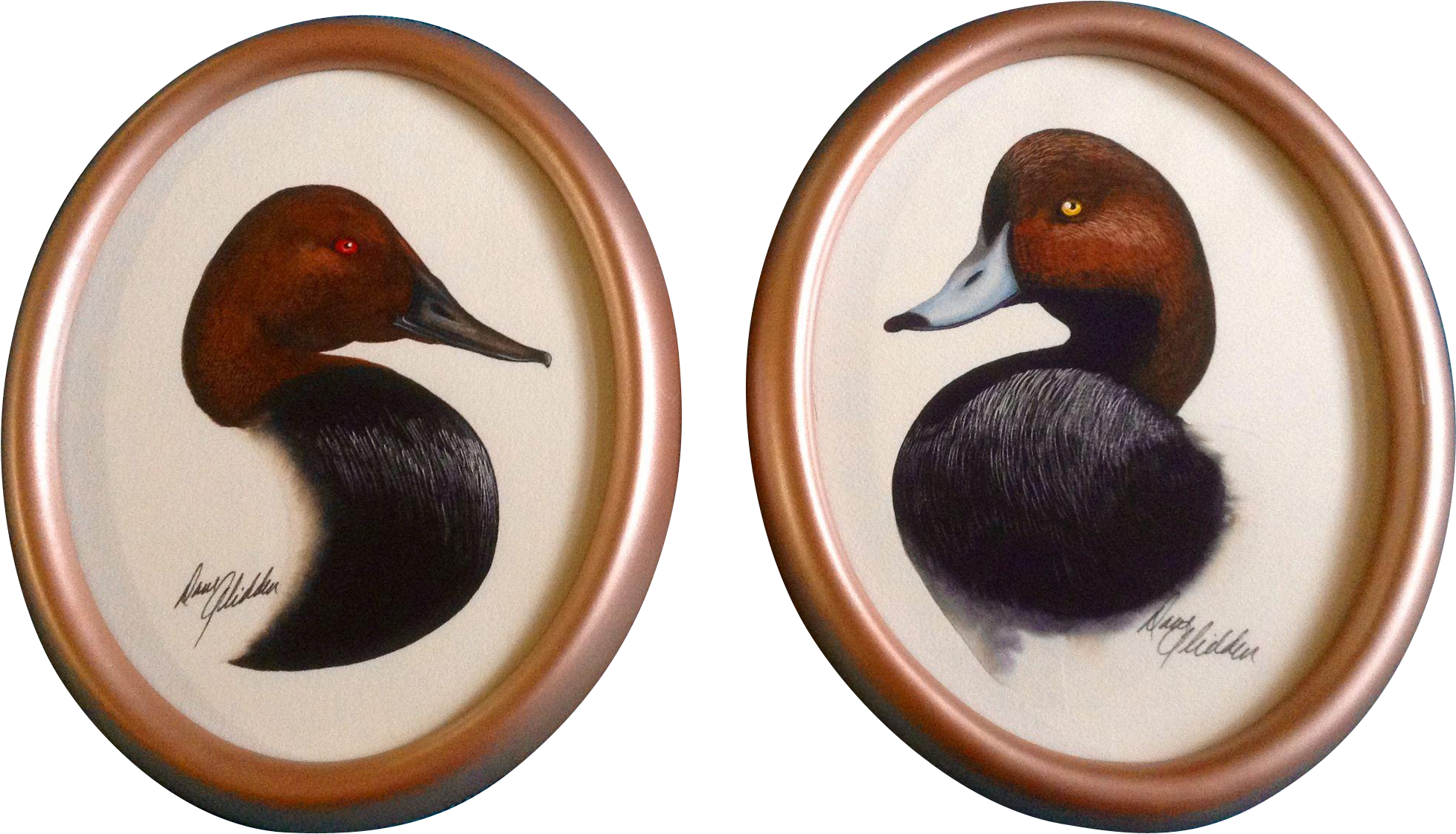 Dave Glidden Painting, Pair Of Tufted Ducks, Aythya - Mallard (1955x1955), Png Download
