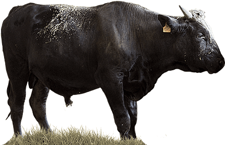 36 Months - Bull (470x293), Png Download