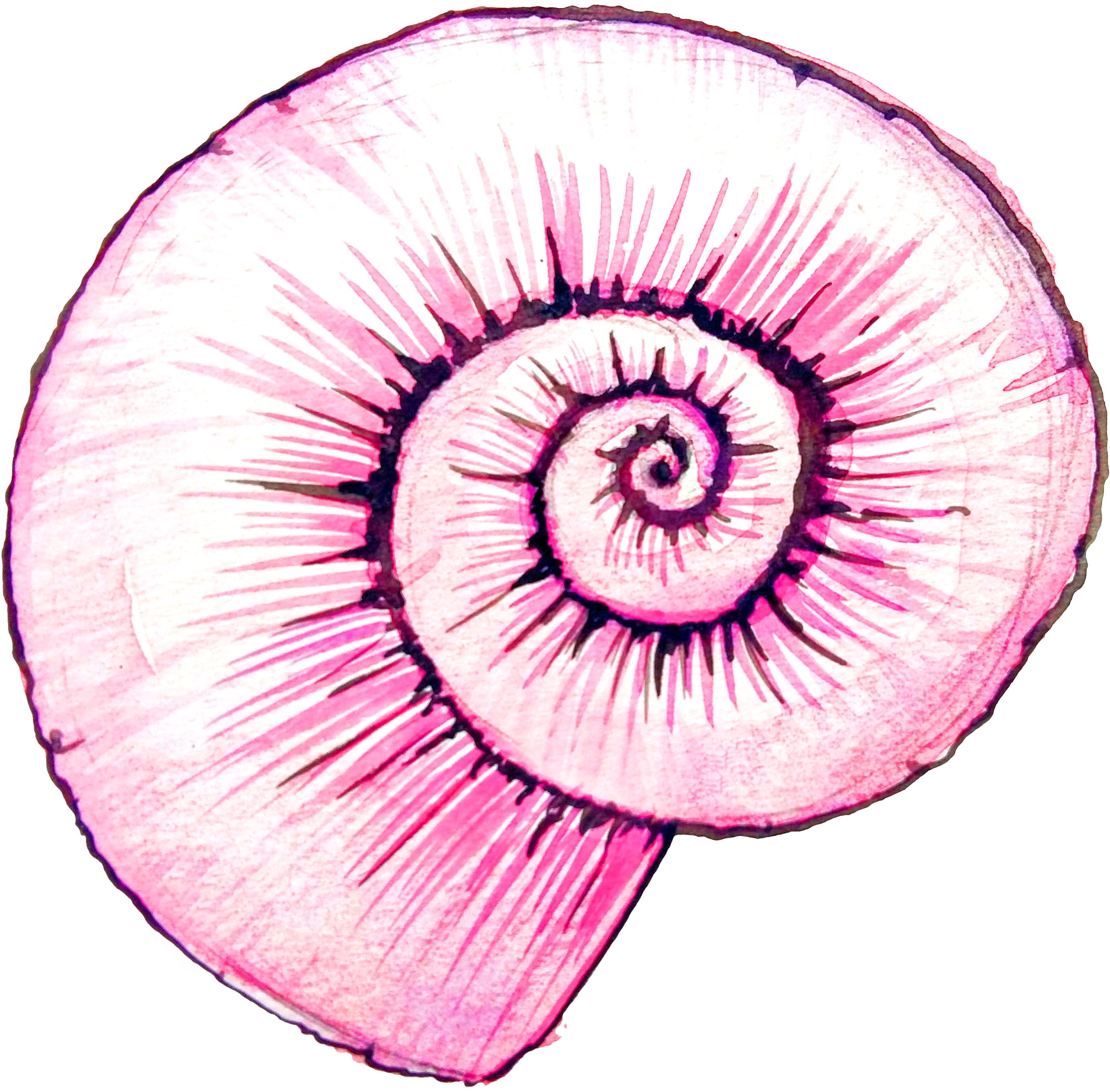 Watercolor Painting Snail Shell Clip Art Transparent - Shell Watercolor Pink (2808x2744), Png Download