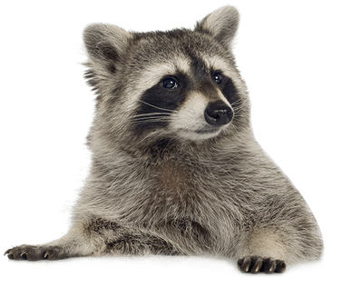 Raccoon Transparent Background (400x400), Png Download