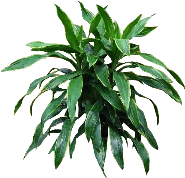 Best Dracaena Carmen With Plant Transparent Png - King Dracaena (397x404), Png Download