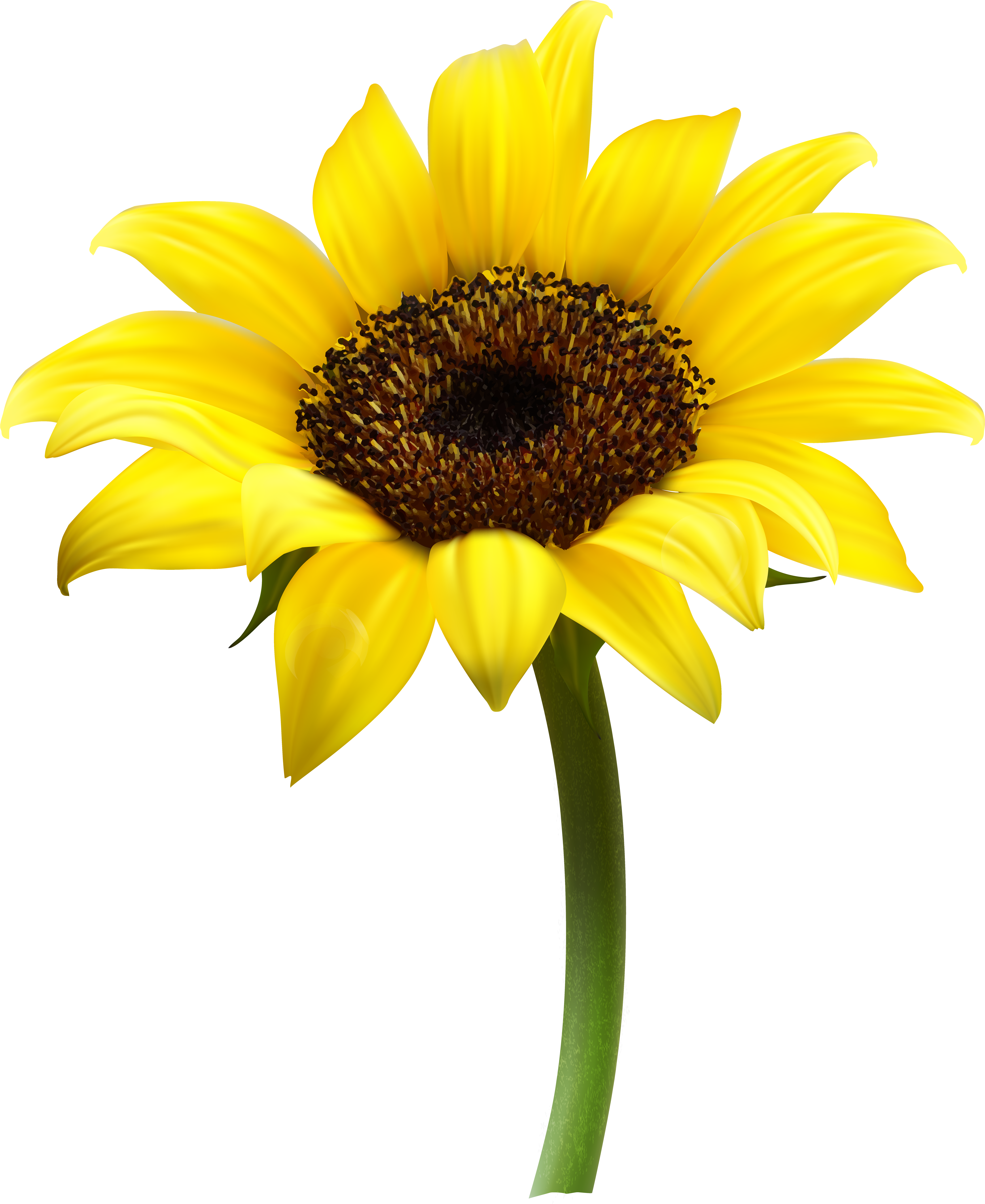 Sunflower Png - Sunflower Transparent Background (2875x3515), Png Download