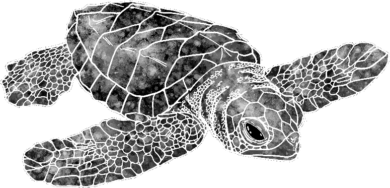 Watercolor Sea Turtle - Colorful Drawing Sea Turtle (800x800), Png Download