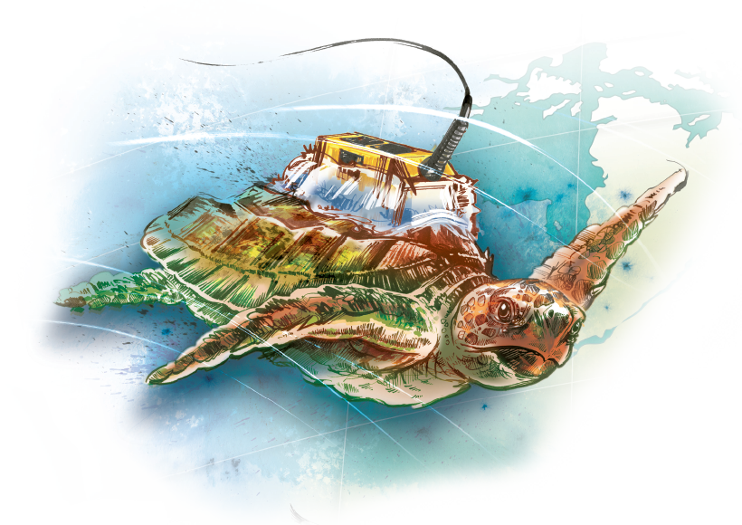 A Tag Was Adhered To Each Turtle's Carapace Using A - Sea Turtles Seaweed Watercolor (820x580), Png Download