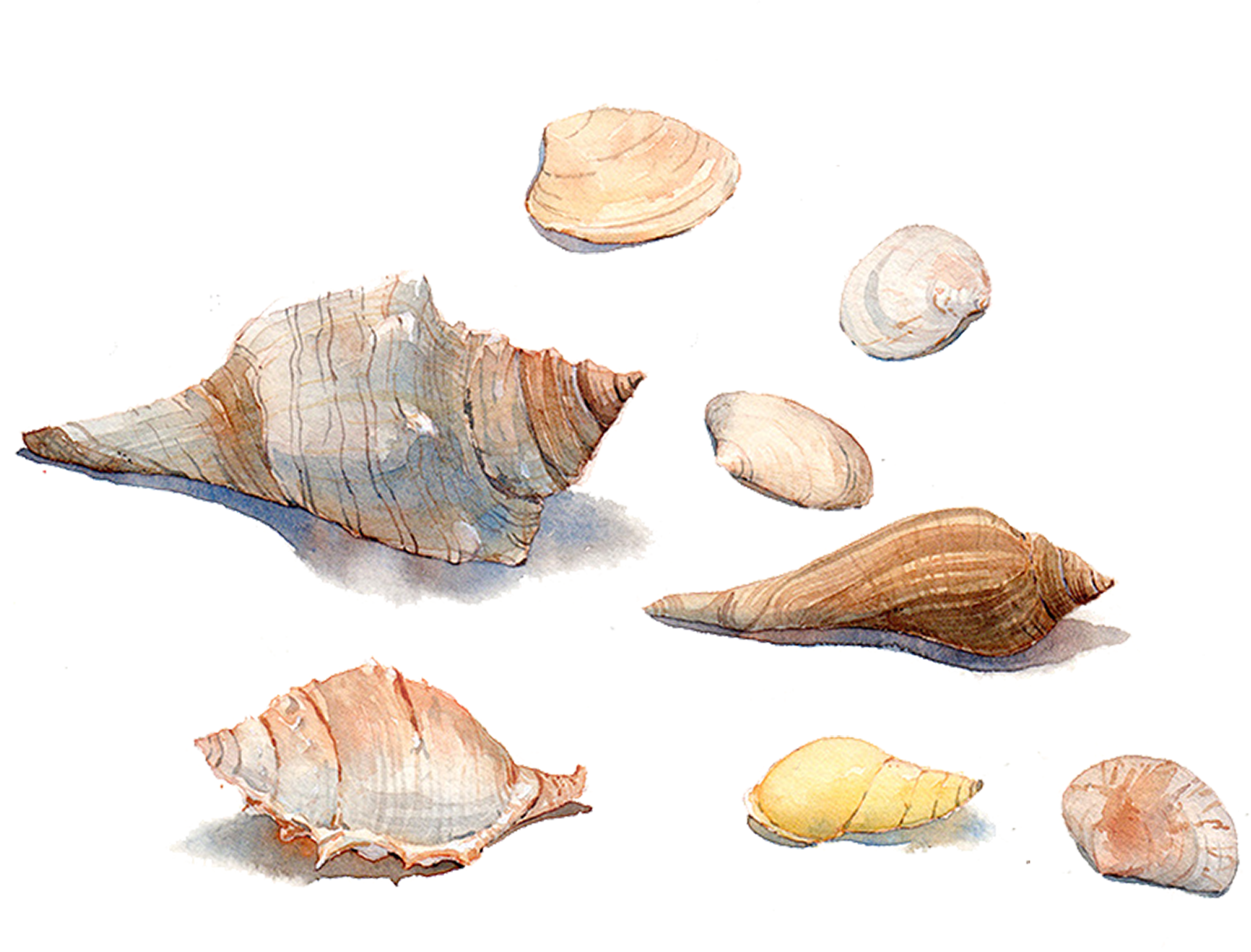 Seashell Watercolor Painting Sea Snail Conchology - Watercolor Painting (2364x2001), Png Download