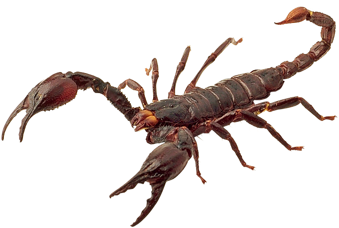 Scorpion Png (695x468), Png Download