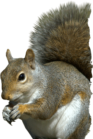 Banner Black And White Head Png For Free Download On - Transparent Eastern Gray Squirrel (308x461), Png Download