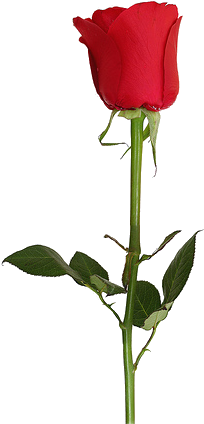 Three Individual Background Images - Rose Without A Background (297x500), Png Download
