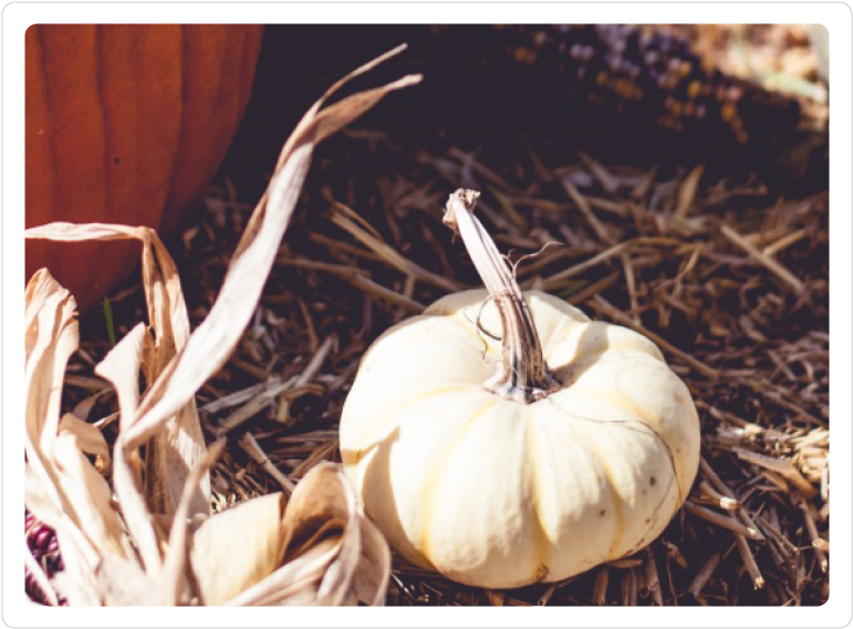 Fancy Pumpkin - Pumpkin (800x600), Png Download