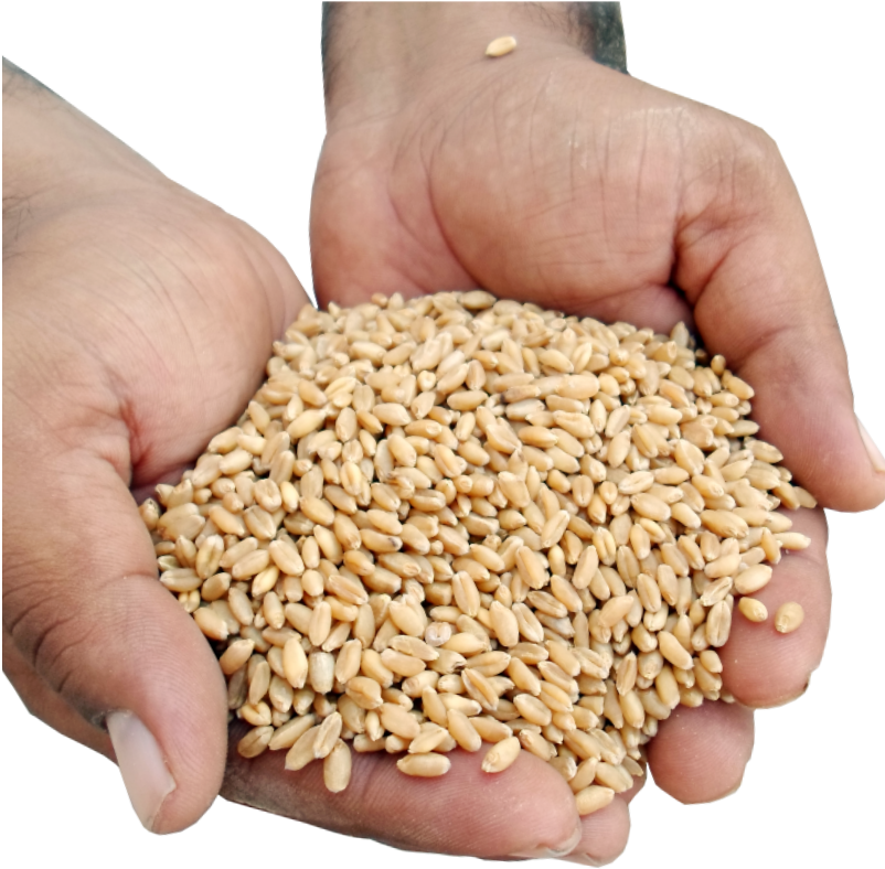 Seed In Hand Png (801x801), Png Download