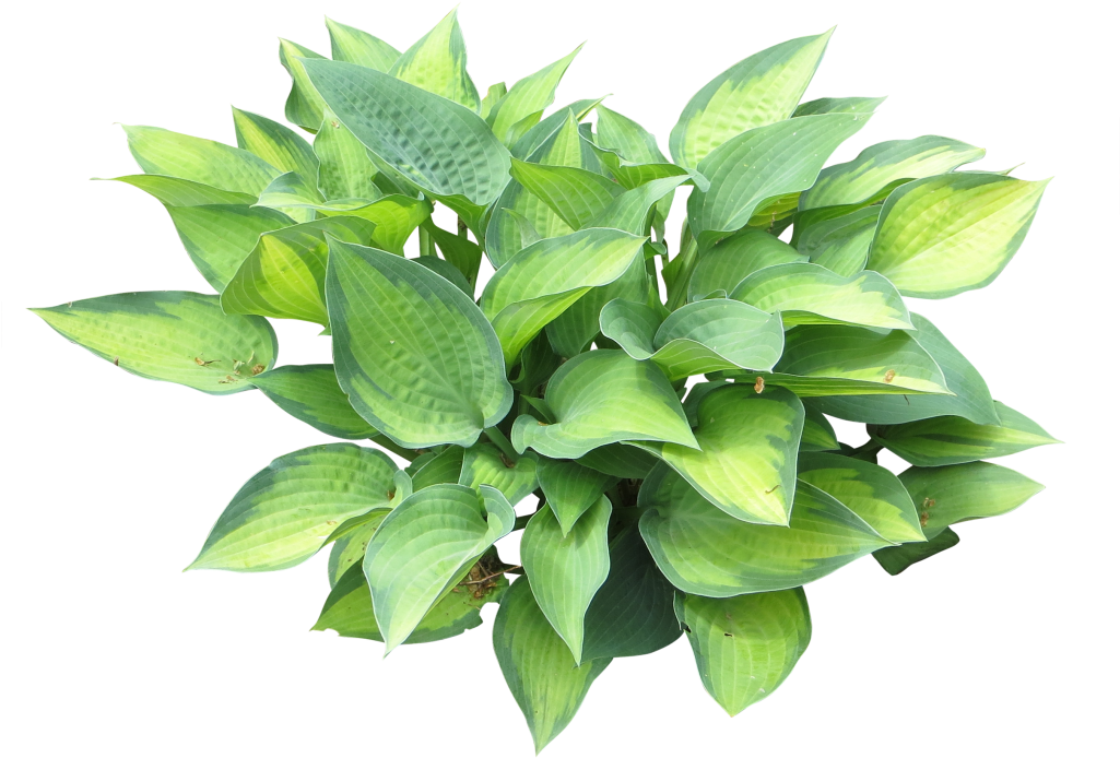 Parent Category - Хоста Пнг (450x450), Png Download