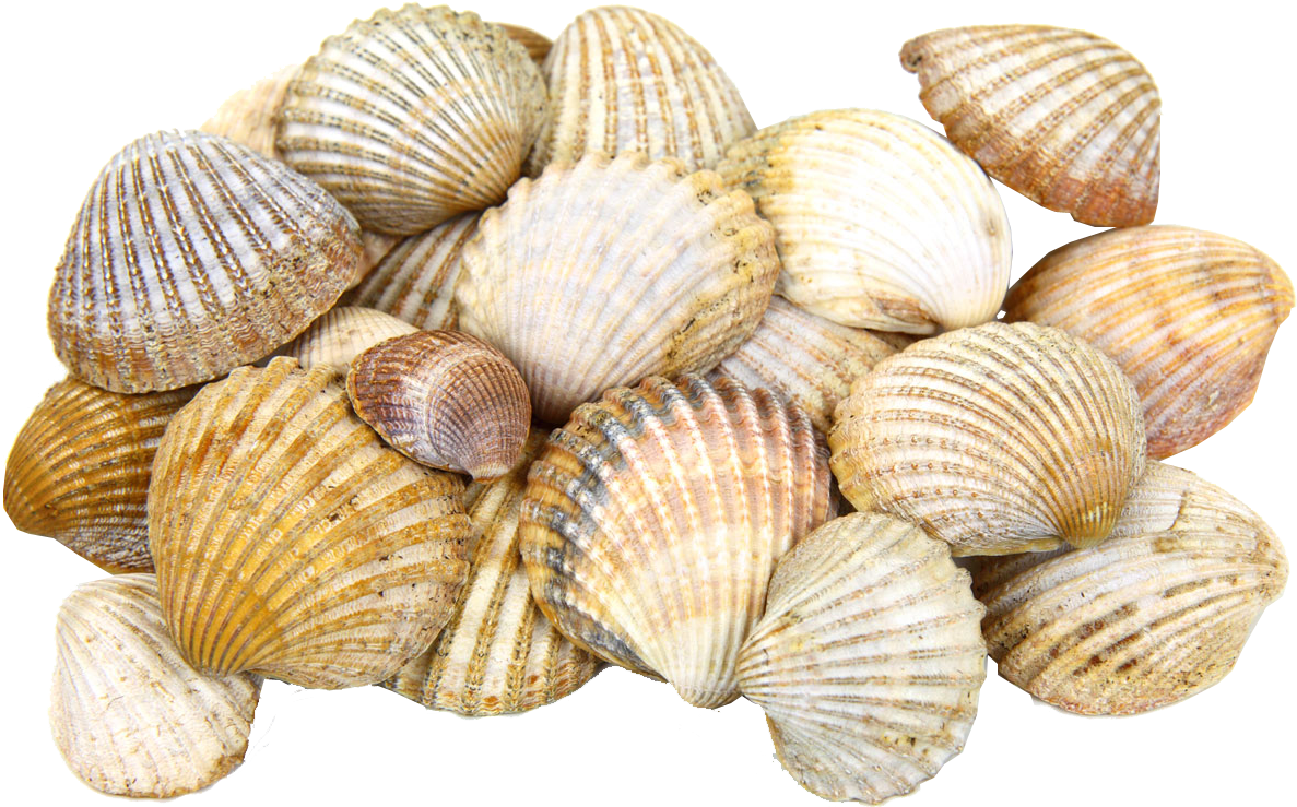 Seashell Png - 100 Day Of School Collection Ideas (1280x853), Png Download