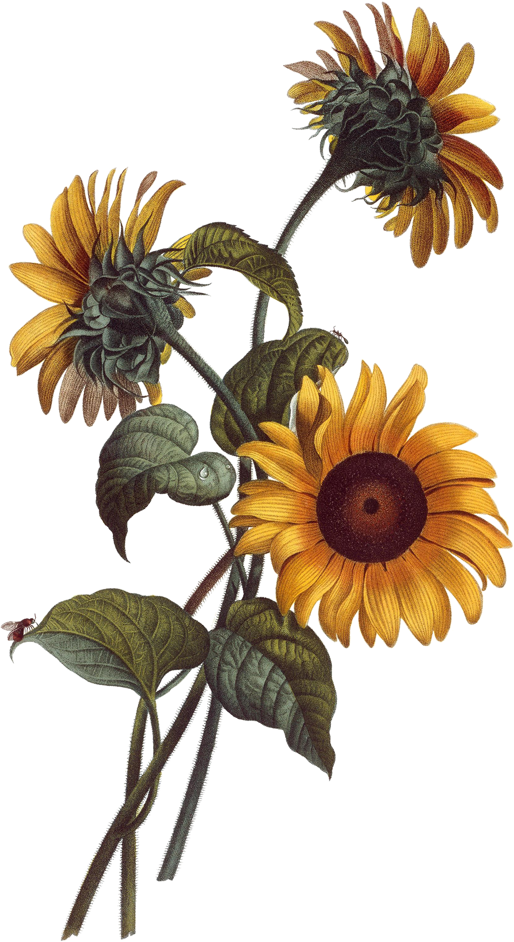 Common Sunflower Watercolor Painting - Sunflower Botanical Illustration (2134x3200), Png Download