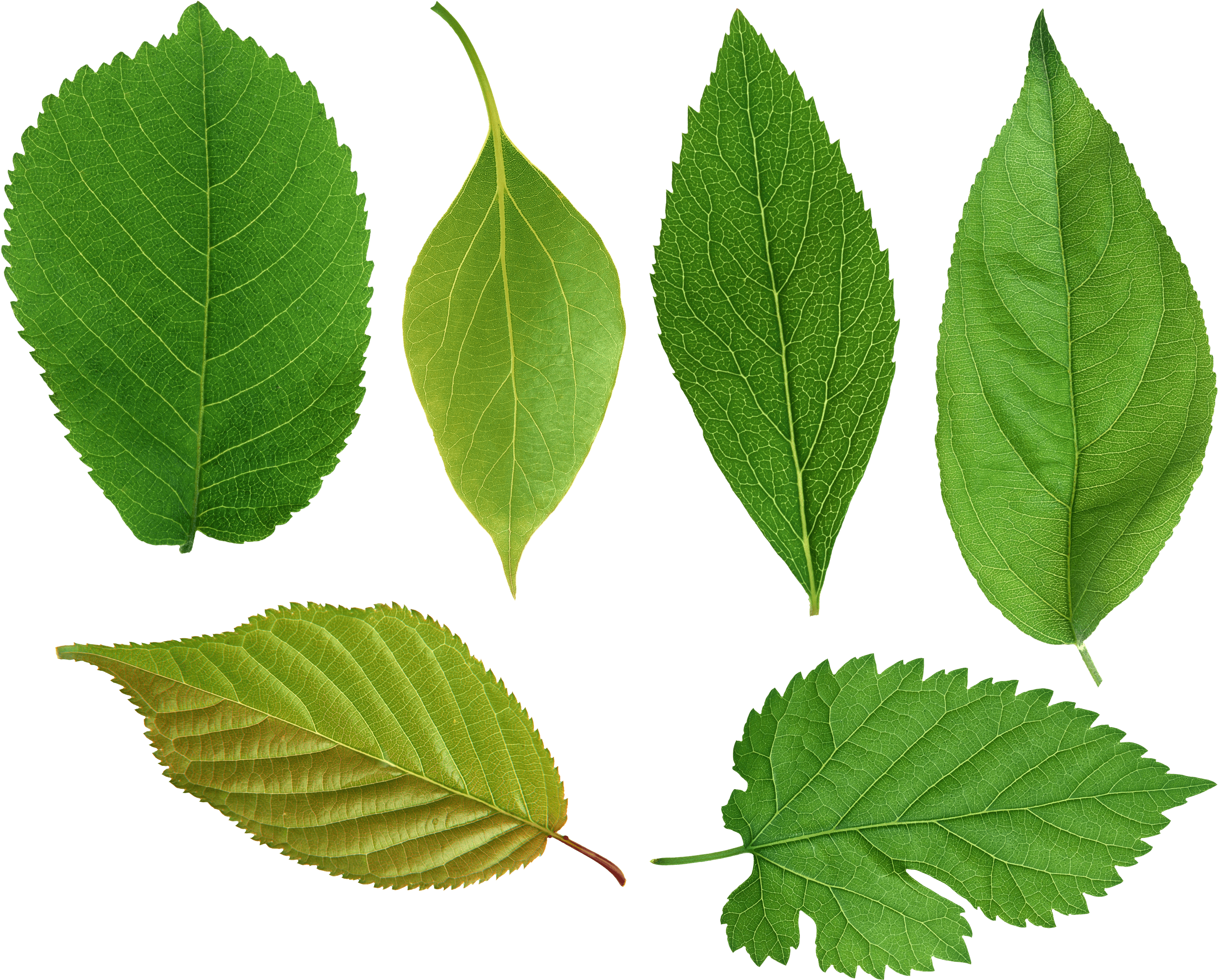 Green Leaves Png Images Free Download Pictures - Png Leaf (2546x2050), Png Download