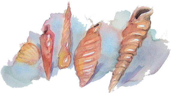 Clipart Transparent Watercolor Painting Conch Transprent - Watercolor Seashell Png (727x452), Png Download