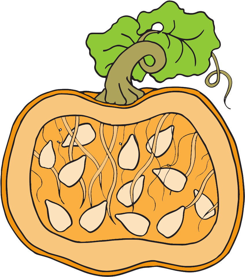 Pumpkin Clipart Line - Coloring Book (1000x1000), Png Download