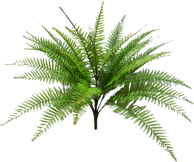Tropical Fern Png Svg Black And White Download - Palm Trees (800x600), Png Download