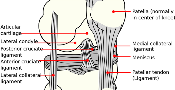 A "q&a" About Acl & Mcl Tears - Pes Anserine And Mcl (600x300), Png Download
