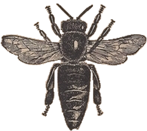 Vintage Honey Bee Clipart - Vintage Bee (495x308), Png Download