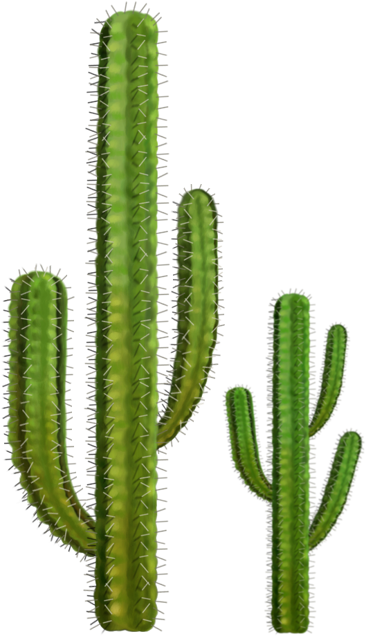 Free Png Cactus Png Images Transparent - Cactus Transparent (480x820), Png Download