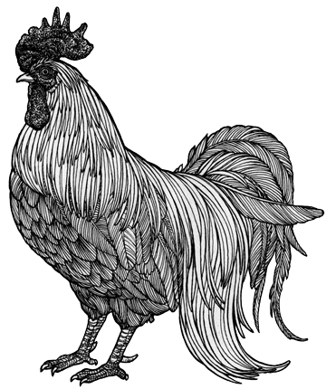 201606 04 Chicken - Chicken Drawing Png (360x430), Png Download