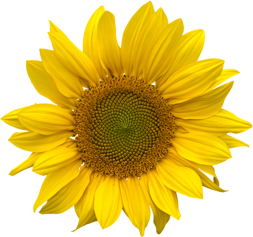 Sunflower Png (900x824), Png Download