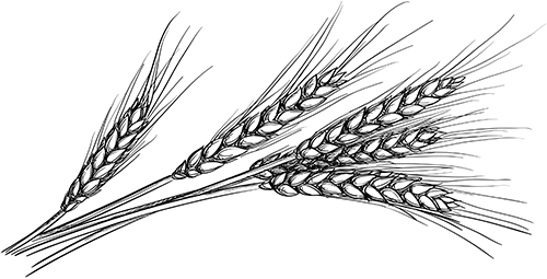 Png Transparent Download Collection Of Png High Quality - Khorasan Wheat (500x255), Png Download