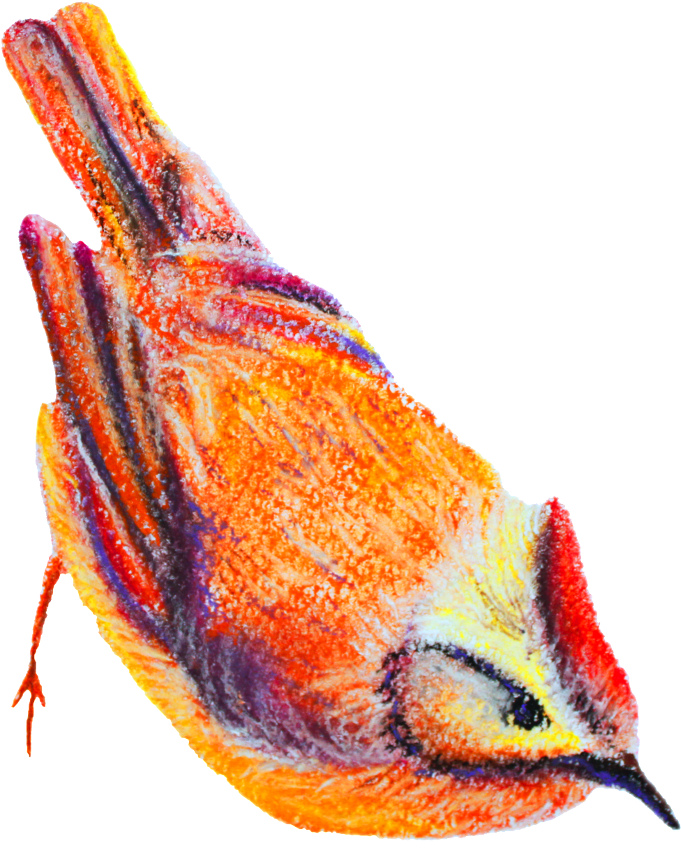 Watercolor Bird Transparent Decorative - Chestnut Sided Warbler (1024x1222), Png Download