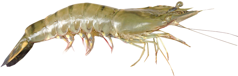 Shrimp Png Photo - Shrimp Png (800x258), Png Download