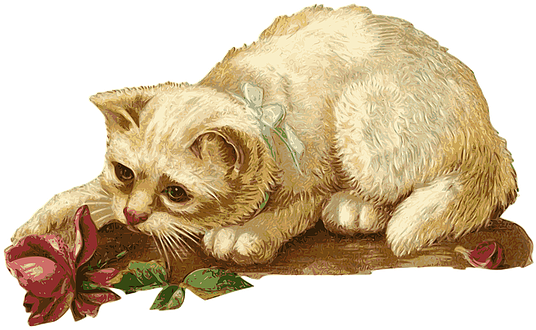 Cat Kitten Rosa Flower Animal Pet Vintage - Cat Vintage Png (544x340), Png Download
