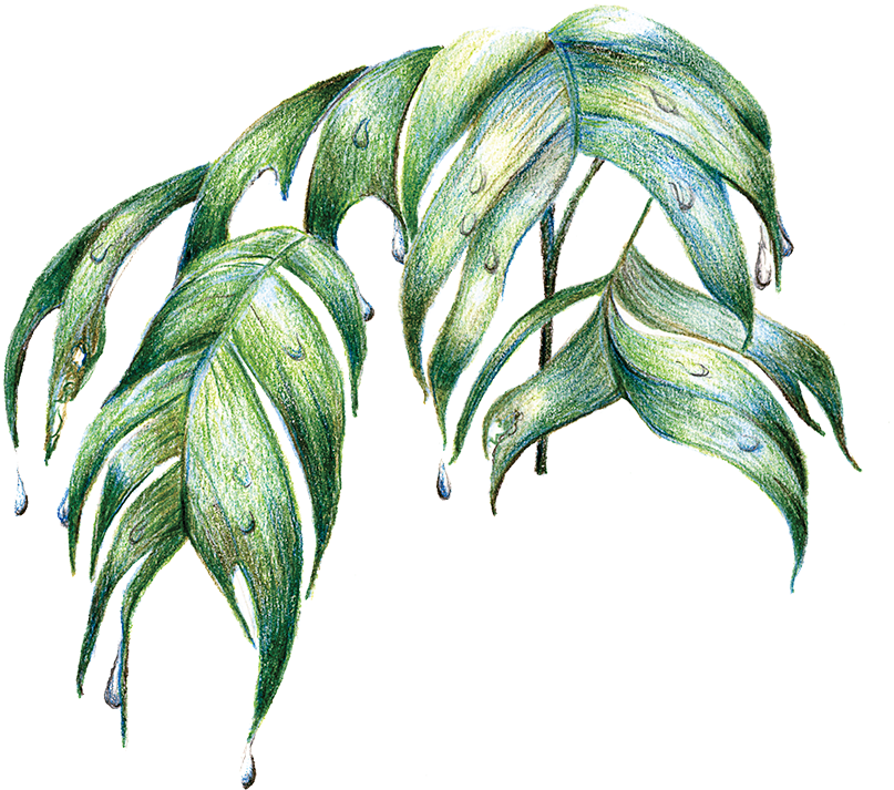 Rainforest Palm Leaves By Jacquelyn E - Rainforest Leaves Transparent (891x800), Png Download