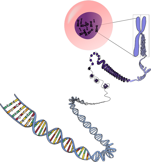 Dna Basics Chapter - Dna Chromosome Png (595x640), Png Download