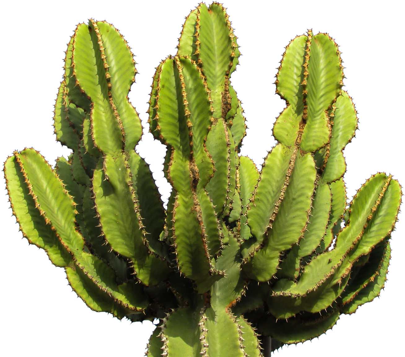 Cactus Transparent Background (1450x1203), Png Download