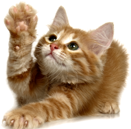 Frolicat Chatter (640x480), Png Download