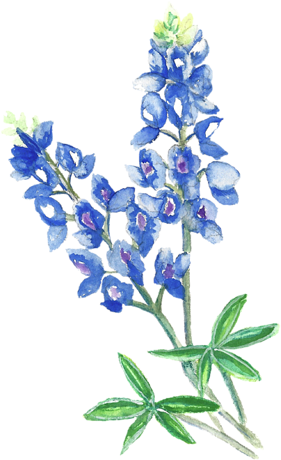 Watercolor Bluebonnets Beach Towel Vector Library Download - Watercolor Bluebonnets (441x700), Png Download