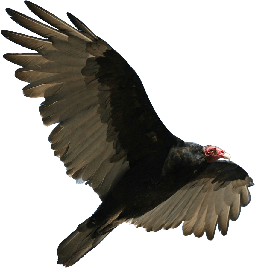 Turkey Vulture Flying Png - Turkey Vulture No Background (960x925), Png Download