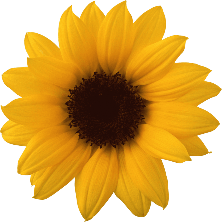 Free Png Sunflower Png Images Transparent - Sunflower Png (850x849), Png Download